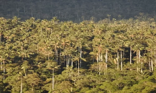 Bosque de palmeras Taulia Molinopampa